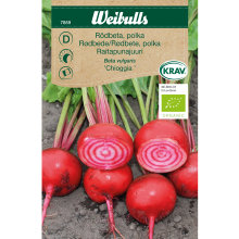 Polkarødbede 'Chioggia' økologisk